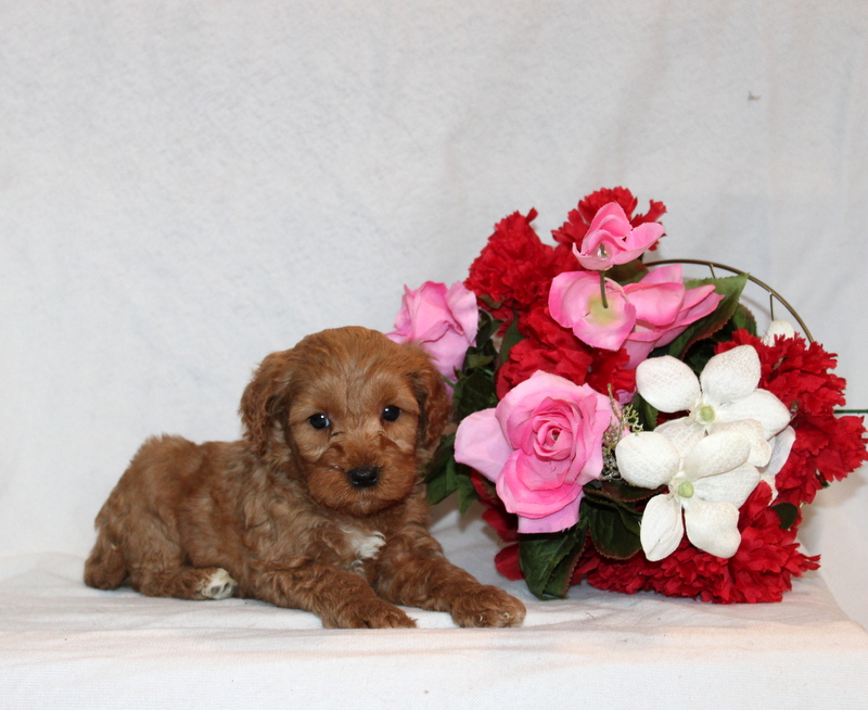 puppy, for, sale, Mini Goldendoodle F2B, Matthew B. Stoltzfus, dog, breeder, Gap, PA, dog-breeder, puppy-for-sale, forsale, nearby, find, puppyfind, locator, puppylocator, aca